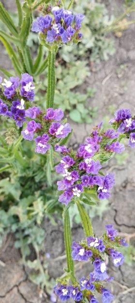  - Limonium 2022