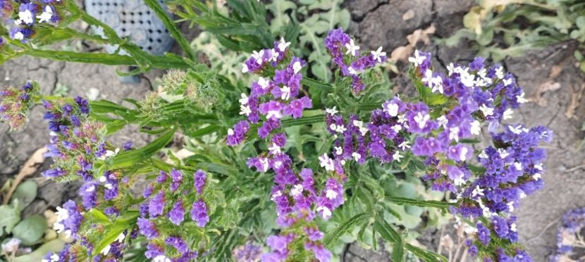  - Limonium 2022