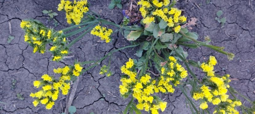  - Limonium 2022