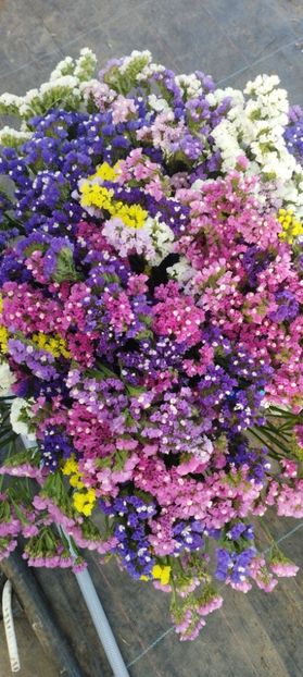  - Limonium 2022