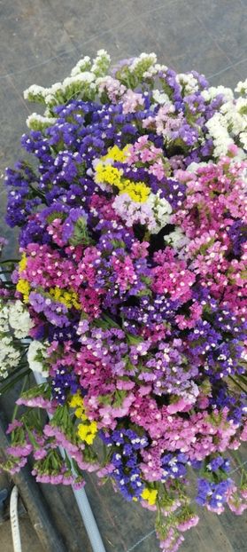  - Limonium 2022