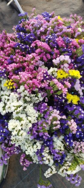  - Limonium 2022