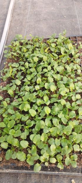  - Viola witrokiana