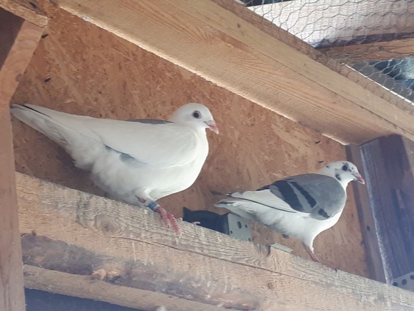 Pereche pui 2022 din Cleopatra - 2022