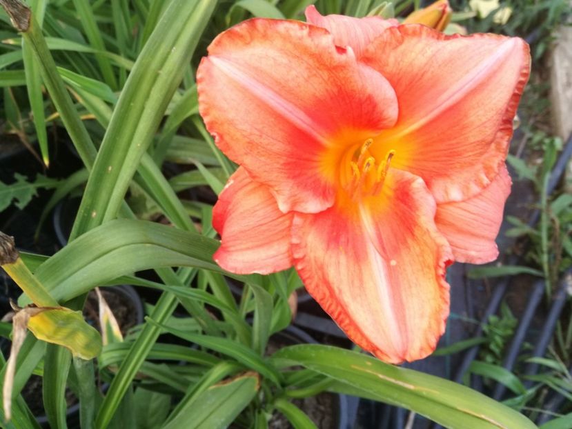  - Hemerocallis 2022