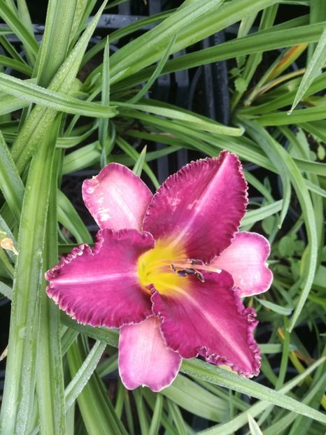  - Hemerocallis 2022