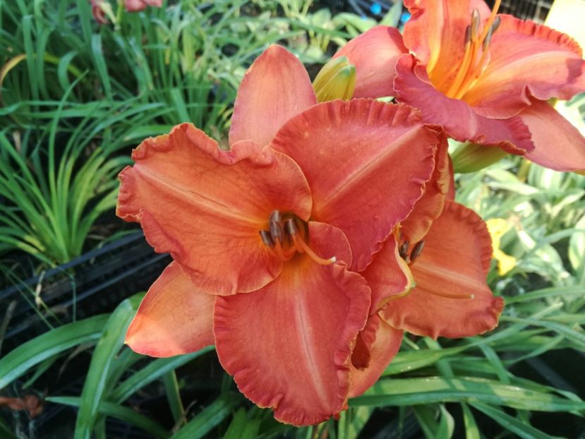  - Hemerocallis 2022