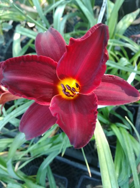  - Hemerocallis 2022