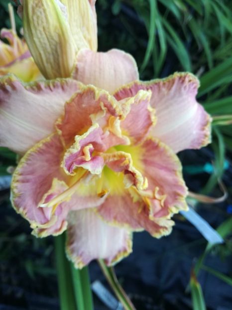  - Hemerocallis 2022