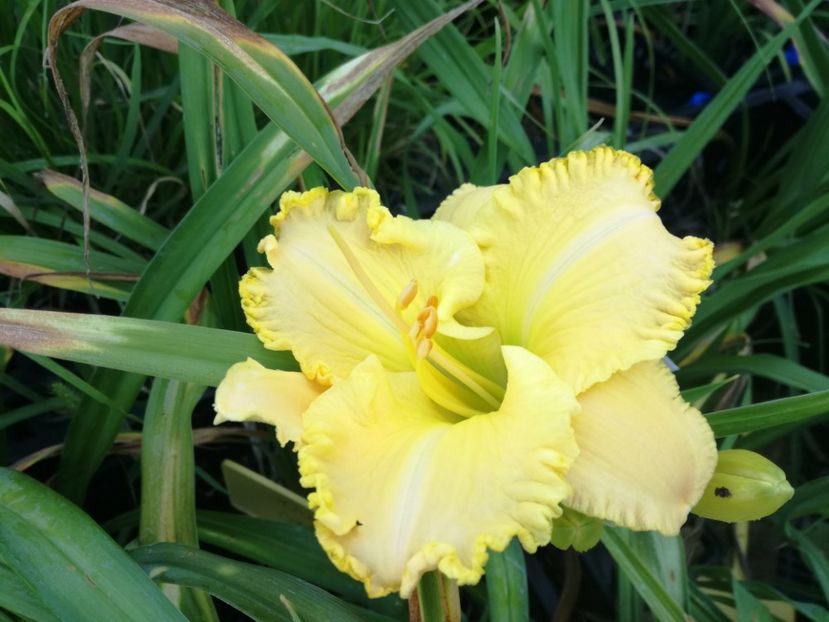  - Hemerocallis 2022