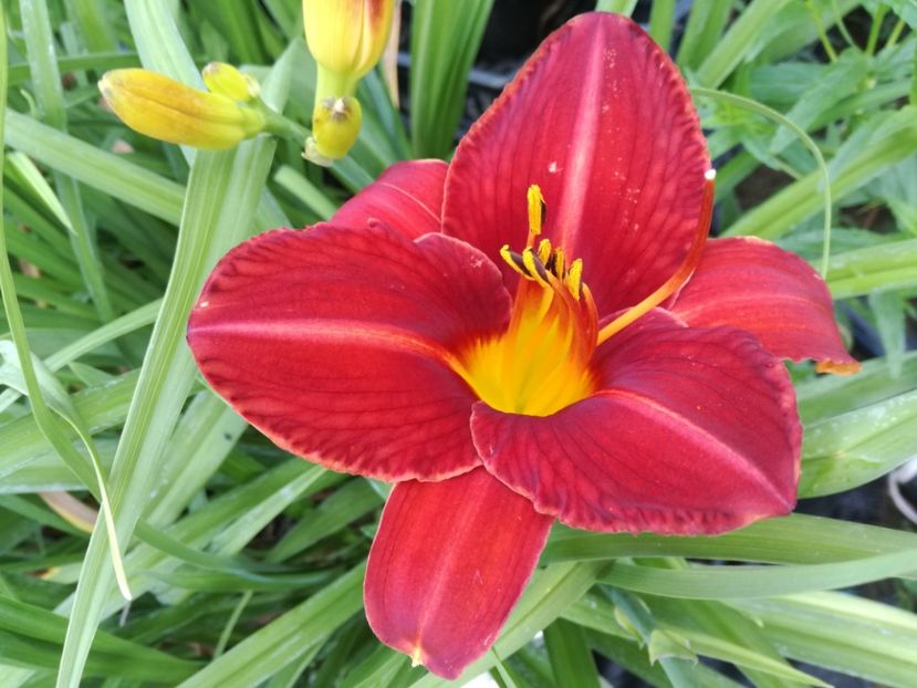  - Hemerocallis 2022