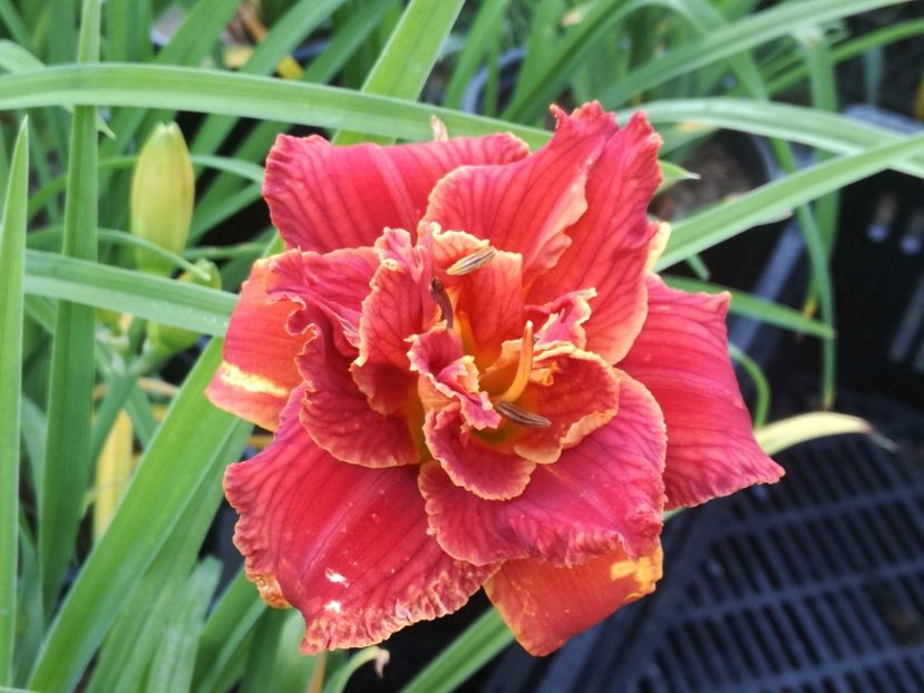  - Hemerocallis 2022