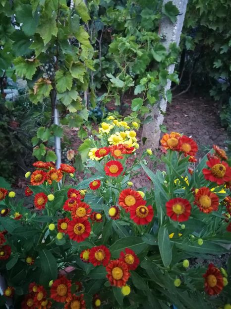  - Flori de grădină-2022