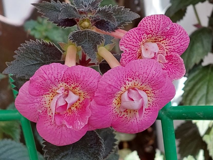 RF'S ROBERTO RAINBOW DREAM - RFs ROBERTO RAINBOW DREAM