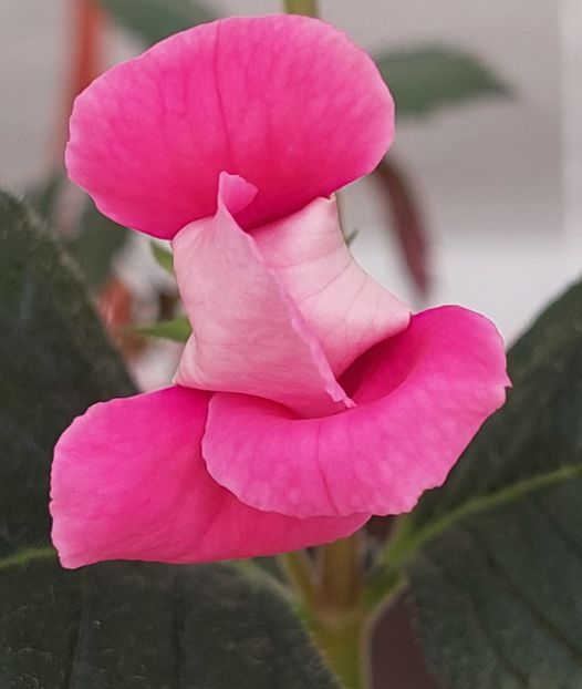  - RF-S KING FAVORITE