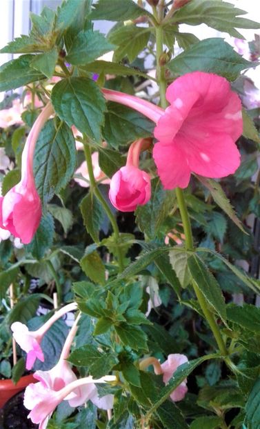  - Frumosi mei achi astazi