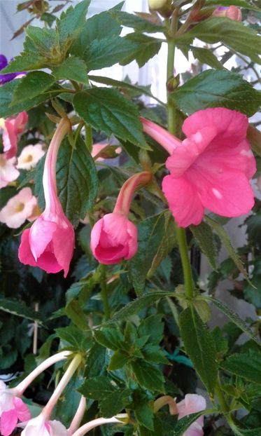  - Frumosi mei achi astazi