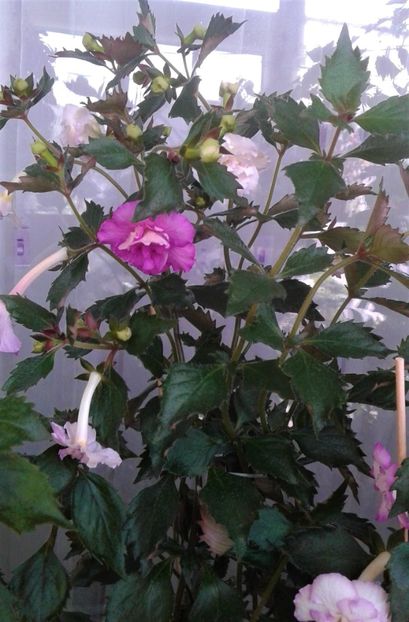  - Frumosi mei achi astazi