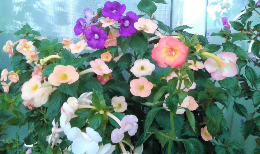  - Frumosi mei achi astazi