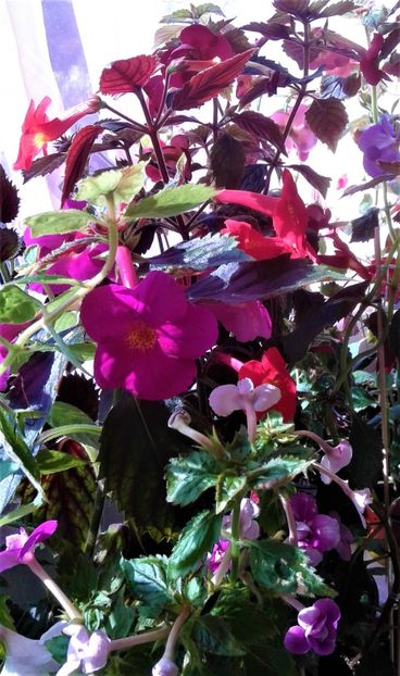  - Frumosi mei achi astazi