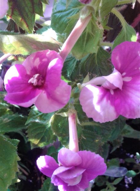  - Frumosi mei achi astazi