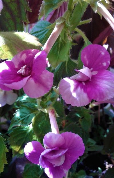  - Frumosi mei achi astazi