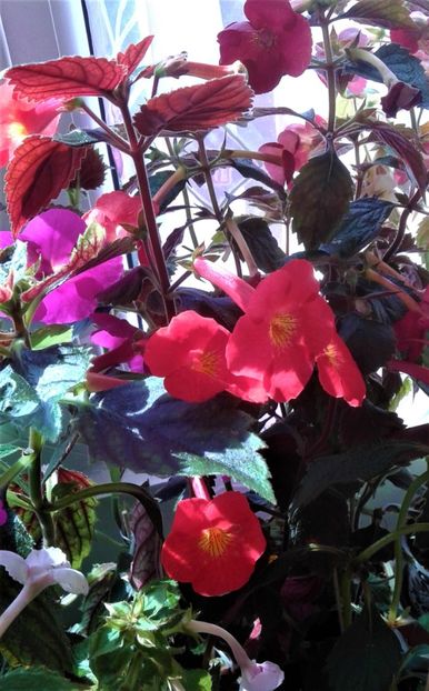  - Frumosi mei achi astazi