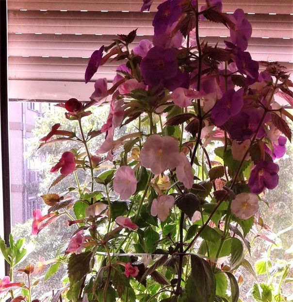  - Frumosi mei achi astazi