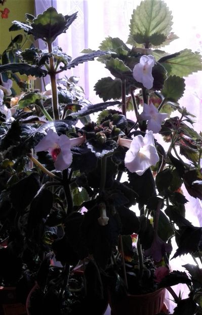  - Frumosi mei achi astazi