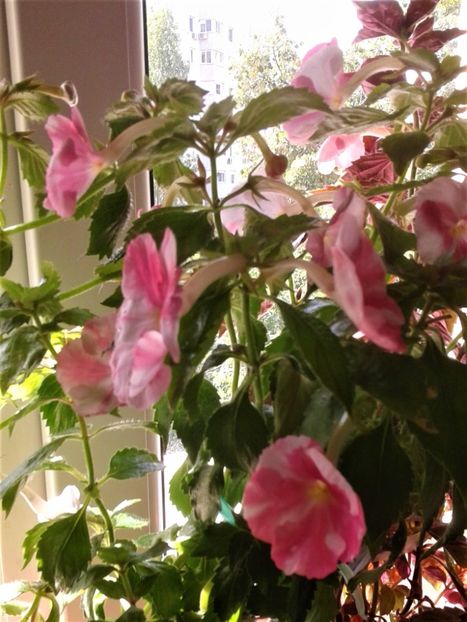  - Frumosi mei achi astazi