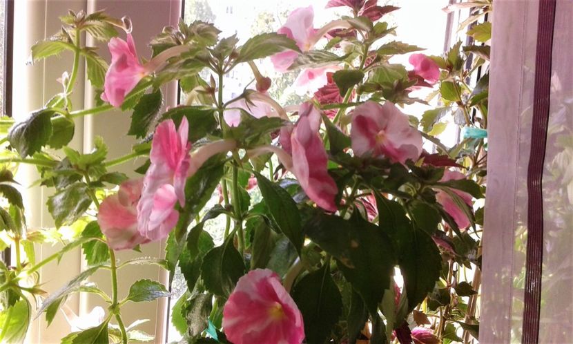  - Frumosi mei achi astazi