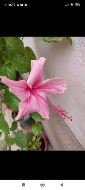 Screenshot_2022-08-09-11-35-24-741_com.facebook.katana - Albo Lacinatus