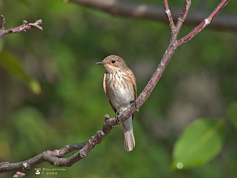 Pitulice fluieratoare 1 - PASARI - BIRDS