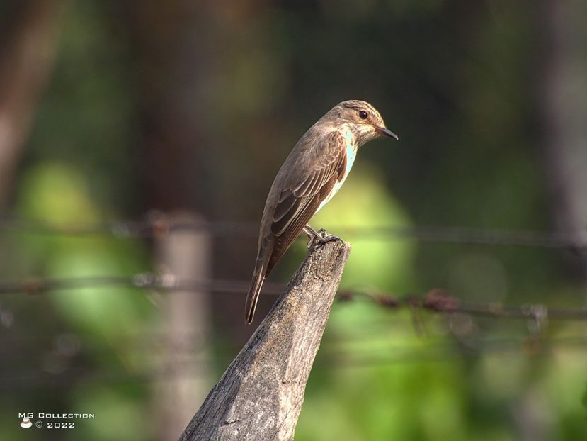 Pitulice fluieratoare 2 - PASARI - BIRDS