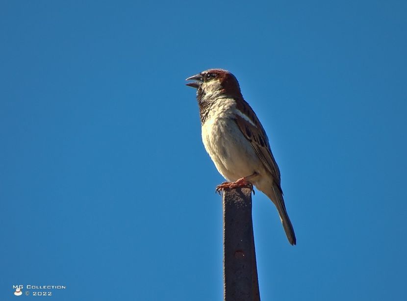 +B4 - PASARI - BIRDS