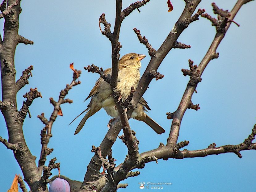 +B5 - PASARI - BIRDS