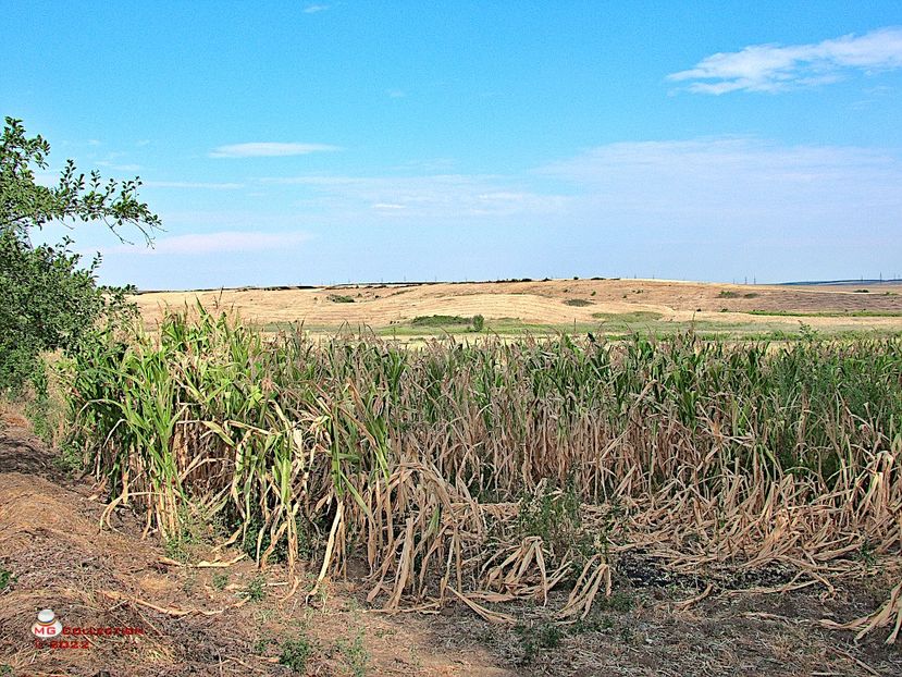 +Lan de porumb afectat de seceta- Corn fiel affected by drought 1 - PEISAJE-PARCURI-PARKS-LANDSCAPES