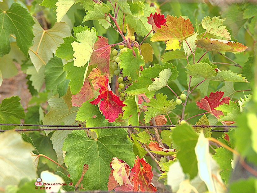 +Vine toamna-The autumn is coming - DECO ART