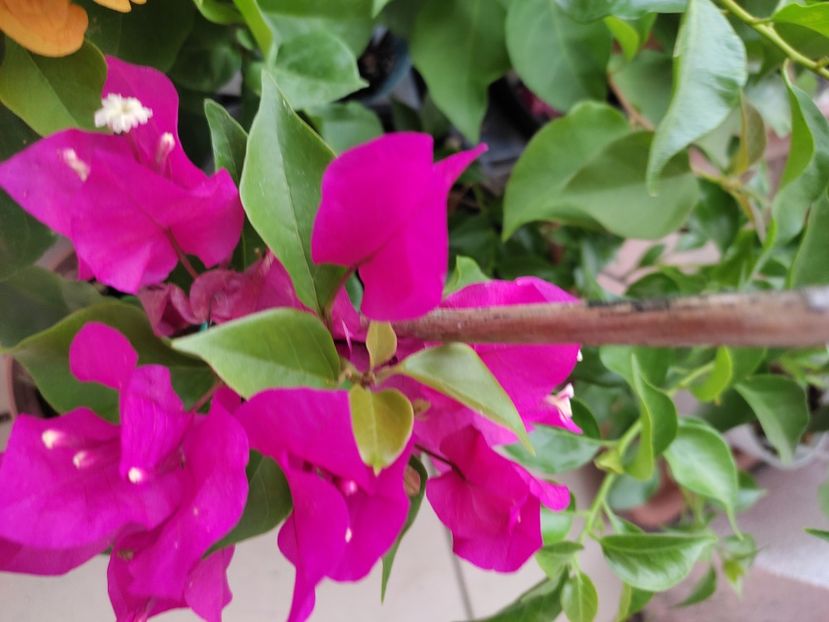  - Bougainvillea