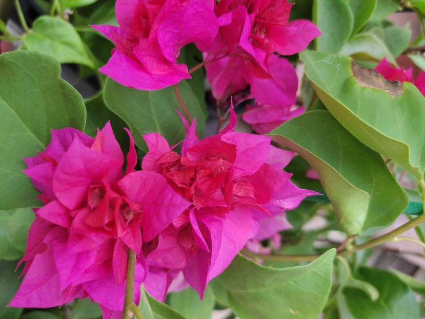  - Bougainvillea