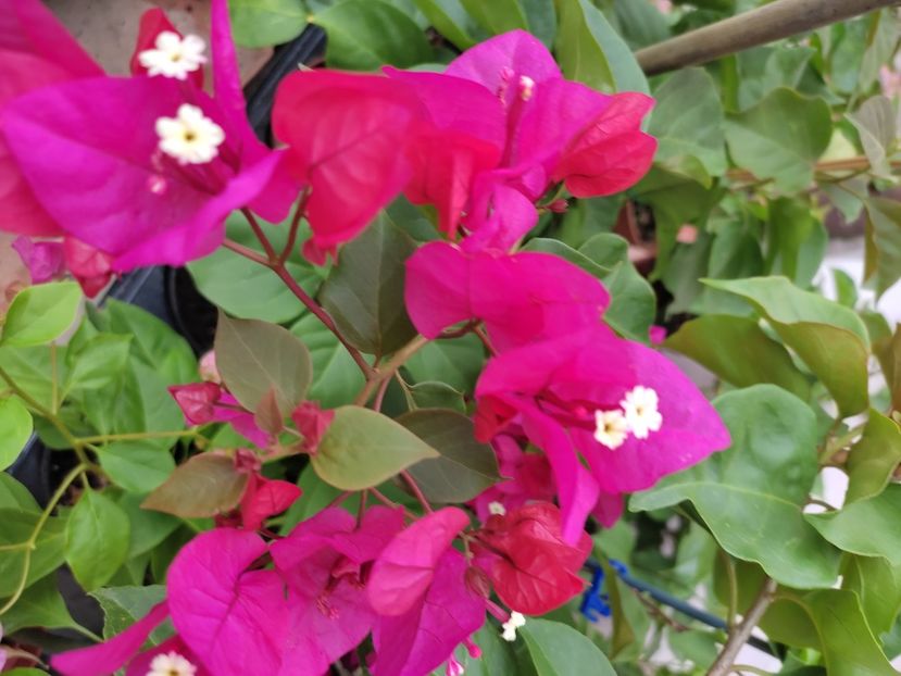  - Bougainvillea