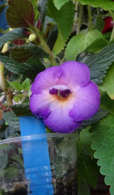  - 0001 2022 - BriD s HAPPYNESS