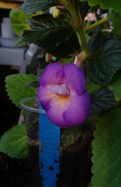  - 0001 2022 - BriD s HAPPYNESS