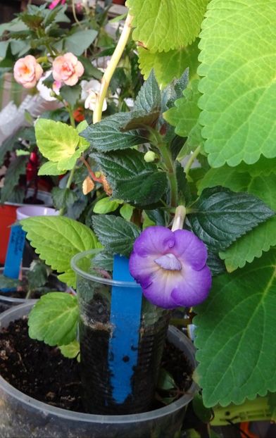  - 0001 2022 - BriD s HAPPYNESS