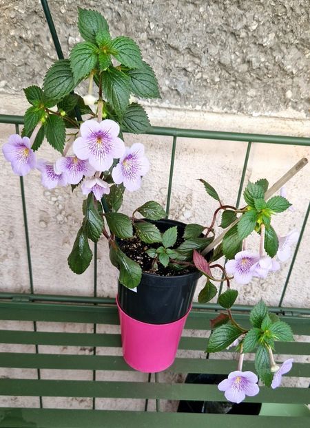  - Ambroise Verschaffelt Andreea