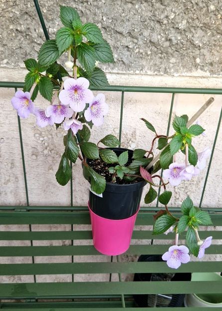  - Ambroise Verschaffelt Andreea