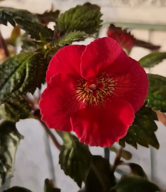 Dor - Comparatie centru achi