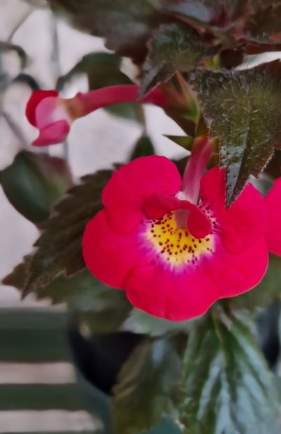 Fire Vortex - Achimenes 2022 2023