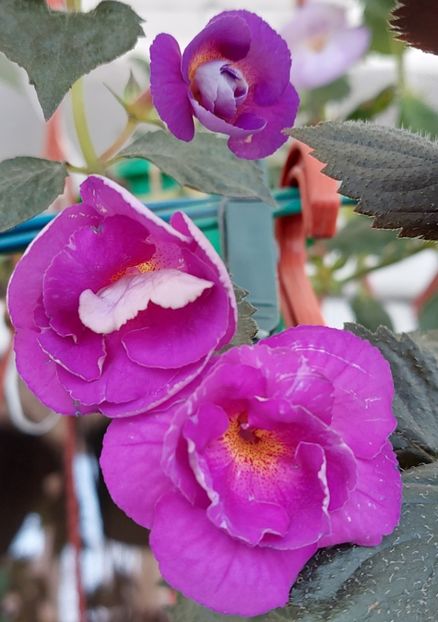  - PURPLE MYSTERY
