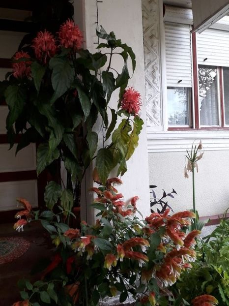  - Florile mele